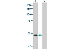 Western Blot analysis of TP53 expression in transfected 293T cell line by TP53 MaxPab polyclonal antibody. (p53 抗体  (AA 1-393))