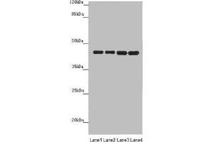 Western blot All lanes: PDHA2 antibody at 1. (PDHA2 抗体  (AA 119-388))