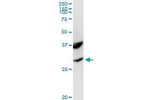 POMC MaxPab rabbit polyclonal antibody. (POMC 抗体  (AA 1-267))