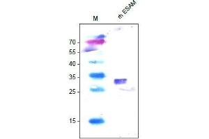 Western Analysis of anti-human ESAM. (ESAM 抗体  (AA 30-248))