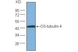 Western Blot (1:1000) analysis of protein OS-tubulin-4 expression in rice (CV. (OS-Tubulin-4 抗体)