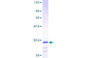 Image no. 1 for ATP Synthase, H+ Transporting, Mitochondrial F1 Complex, epsilon Subunit (ATP5E) (AA 1-51) protein (GST tag) (ABIN1346056) (ATP5E Protein (AA 1-51) (GST tag))