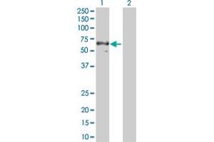 Western Blot analysis of PDIA3 expression in transfected 293T cell line by PDIA3 MaxPab polyclonal antibody. (PDIA3 抗体  (AA 1-505))