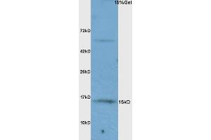 L1 rat brain lysates probed with Anti FABP7/BLBP/FABP(brain) Polyclonal Antibody, Unconjugated (ABIN739475) at 1:200 overnight at 4 °C. (FABP7 抗体  (AA 6-23))