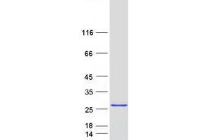 Validation with Western Blot (Proline Rich 15 Protein (PRR15) (Myc-DYKDDDDK Tag))