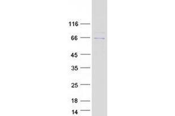 GC-Rich Promoter Binding Protein 1 (GPBP1) (Transcript Variant 1) protein (Myc-DYKDDDDK Tag)