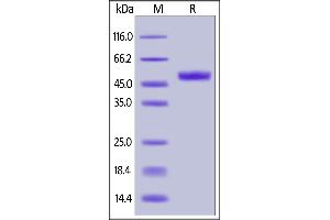 Biotinylated Human GITR, Fc,Avitag on  under reducing (R) condition. (TNFRSF18 Protein (AA 26-161) (Fc Tag,AVI tag,Biotin))