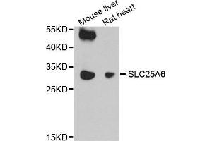 Western Blotting (WB) image for anti-Solute Carrier Family 25 (Mitochondrial Carrier, Adenine Nucleotide Translocator), Member 6 (SLC25A6) (AA 1-298) antibody (ABIN6220286) (SLC25A6 抗体  (AA 1-298))