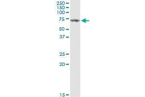 TGFBI MaxPab rabbit polyclonal antibody. (TGFBI 抗体  (AA 1-683))