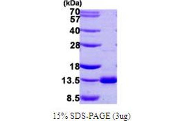 DNAL4 Protein (AA 1-105) (His tag)