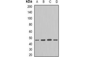 Western blot analysis of Flotillin-1 expression in HepG2 (A), Hela (B), mouse lung (C), mouse brain (D) whole cell lysates. (Flotillin 1 抗体)