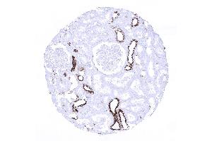 kidney cortex (Recombinant Cytokeratin 7 抗体  (AA 1-100))