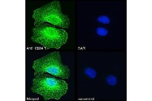 ABIN1049505 Immunofluorescence analysis of paraformaldehyde fixed U2OS cells, permeabilized with 0. (CD34 抗体  (C-Term))