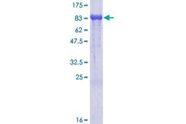 ALOX15B Protein (AA 1-676) (GST tag)