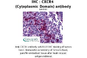 Image no. 1 for anti-Chemokine (C-X-C Motif) Receptor 4 (CXCR4) (3rd Cytoplasmic Domain) antibody (ABIN1733399) (CXCR4 抗体  (3rd Cytoplasmic Domain))