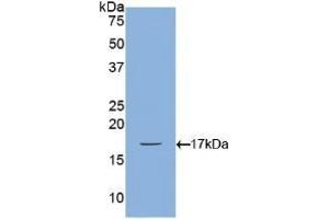 Detection of Recombinant BMP2, Canine using Polyclonal Antibody to Bone Morphogenetic Protein 2 (BMP2) (BMP2 抗体  (AA 219-350))