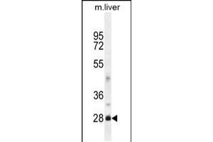 Western blot analysis in mouse liver tissue lysates (35ug/lane). (DNAJB8 抗体  (N-Term))