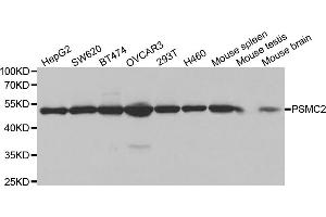 Western blot analysis of extracts of various cell lines, using PSMC2 antibody (ABIN5971033) at 1/1000 dilution. (PSMC2 抗体)