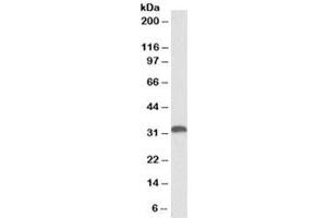 Western blot testing of human liver lysate with HO-1 antibody at 0. (HMOX1 抗体)
