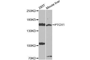 Western blot analysis of extracts of various cell lines, using PTCH1 antibody (ABIN4904887) at 1:1000 dilution. (Patched 1 抗体)