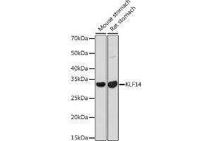 Western blot analysis of extracts of various cell lines, using KLF14 antibody (ABIN7268154) at 1:1000 dilution. (KLF14 抗体)