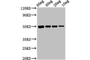 Western Blot Positive WB detected in Recombinant protein All lanes: cysP antibody at 3 μg/mL Secondary Goat polyclonal to rabbit IgG at 1/50000 dilution Predicted band size: 50 kDa Observed band size: 50 kDa (CysP (AA 26-338) 抗体)
