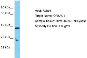 Host: Rabbit Target Name: OR5AU1 Sample Type: RPMI-8226 Whole Cell lysates Antibody Dilution: 1. (OR5AU1 抗体  (C-Term))