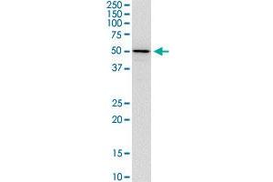 TFEB monoclonal antibody (M11), clone 1A9. (TFEB 抗体  (AA 1-476))