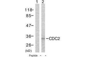 Image no. 1 for anti-Cyclin-Dependent Kinase 1 (CDK1) (Thr161) antibody (ABIN197353) (CDK1 抗体  (Thr161))