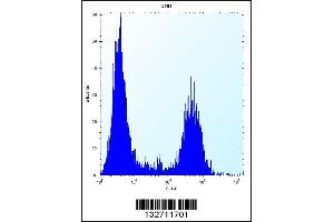 Flow cytometric analysis of U251 cells (right histogram) compared to a negative control cell (left histogram). (Tropomyosin 4 抗体  (N-Term))