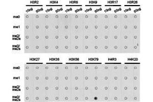 Western Blotting (WB) image for anti-Histone 3 (H3) (H3K79me3) antibody (ABIN1873008) (Histone 3 抗体  (H3K79me3))