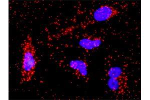 Proximity Ligation Analysis of protein-protein interactions between FGFR1 and CTNNB1. (FGFR1 抗体  (AA 1-731))