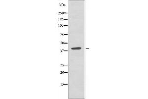 Western blot analysis of extracts from HeLa cells, using 5-HT-5A antibody. (Serotonin Receptor 5A 抗体  (Internal Region))