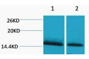Western Blotting (WB) image for anti-Histone H1 (meLys25) antibody (ABIN3178811) (Histone H1 抗体  (meLys25))