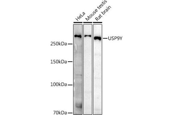 USP9Y 抗体