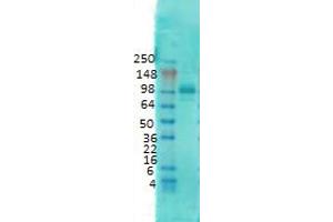 PSD95 Western Blot. (DLG4 抗体)