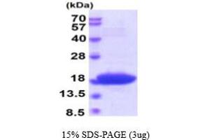 SDS-PAGE (SDS) image for DnaK (AA 508-638) protein (ABIN666807) (DnaK (AA 508-638) 蛋白)