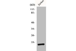 Western Blot analysis of Jurkat cells using BUD31 Polyclonal Antibody (BUD31 抗体  (N-Term))