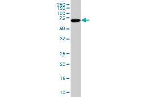 SOX9 polyclonal antibody (A01), Lot # 051017JC01 Western Blot analysis of SOX9 expression in Hela S3 NE . (SOX9 抗体  (AA 400-509))