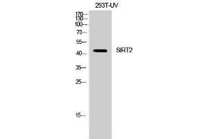Western Blotting (WB) image for anti-Sirtuin 2 (SIRT2) (C-Term) antibody (ABIN3177419) (SIRT2 抗体  (C-Term))