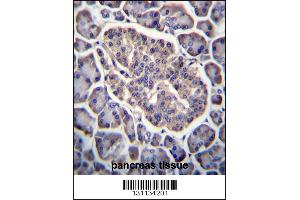 GPD2 Antibody immunohistochemistry analysis in formalin fixed and paraffin embedded human pancreas tissue followed by peroxidase conjugation of the secondary antibody and DAB staining. (GPD2 抗体  (C-Term))