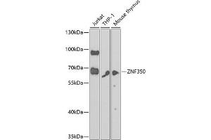 Western blot analysis of extracts of various cell lines, using ZNF350 antibody  at 1:1000 dilution. (ZNF350 抗体  (AA 233-532))