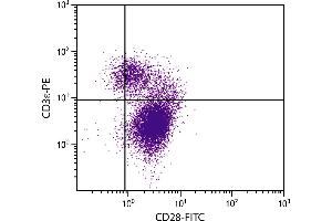 BALB/c mouse thymocytes were stained with Hamster Anti-Mouse CD28-FITC. (CD28 抗体  (FITC))