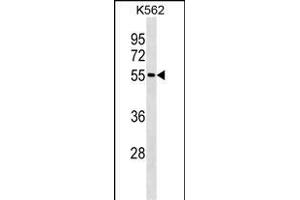 ESR2 Antibody (ABIN1539970 and ABIN2843879) western blot analysis in K562 cell line lysates (35 μg/lane). (ESR2 抗体  (AA 369-397))