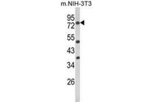 Western blot analysis of PRKCA Antibody (N-term) in NIH-3T3 cell line lysates (35ug/lane). (PKC alpha 抗体  (N-Term))