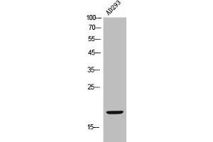 Western Blot analysis of AD293 cells using FUNDC1 Polyclonal Antibody (FUNDC1 抗体  (N-Term))