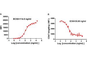 A) Flow cytometry data of serially titrated Rabbit anti-SIRPα monoclonal antibody (clone: DM8). (SIRPA 抗体  (AA 31-370))