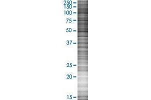 FSTL5 transfected lysate. (FSTL5 293T Cell Transient Overexpression Lysate(Denatured))