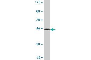 Western Blot detection against Immunogen (43. (PMCH 抗体  (AA 1-165))