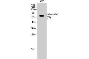 Western Blotting (WB) image for anti-Smad2/3 Transcription Factor (SMAD2/3) (pThr8) antibody (ABIN3182259) (Smad2/3 抗体  (pThr8))